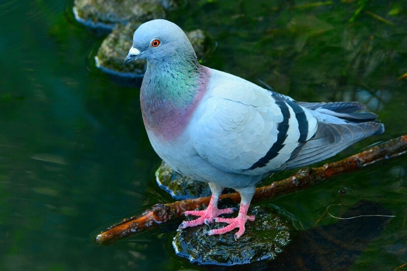 Pigeon 21