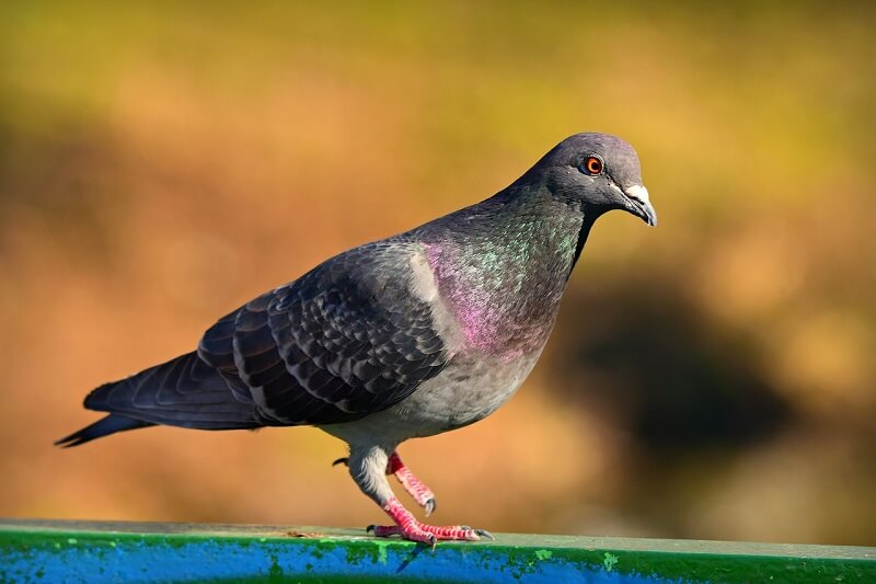 Pigeon 22