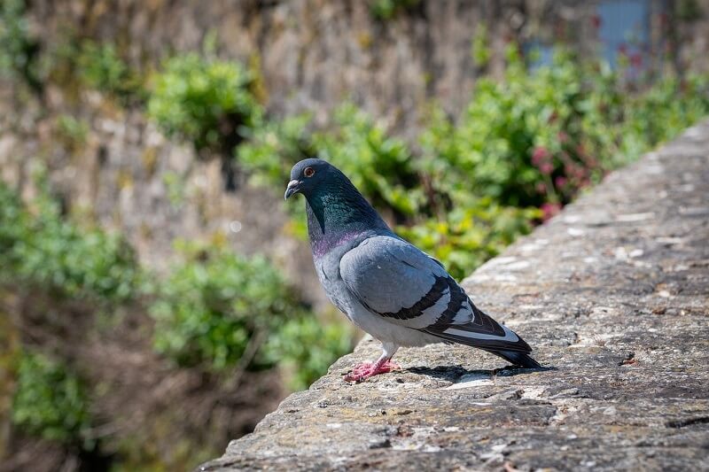Pigeon 23