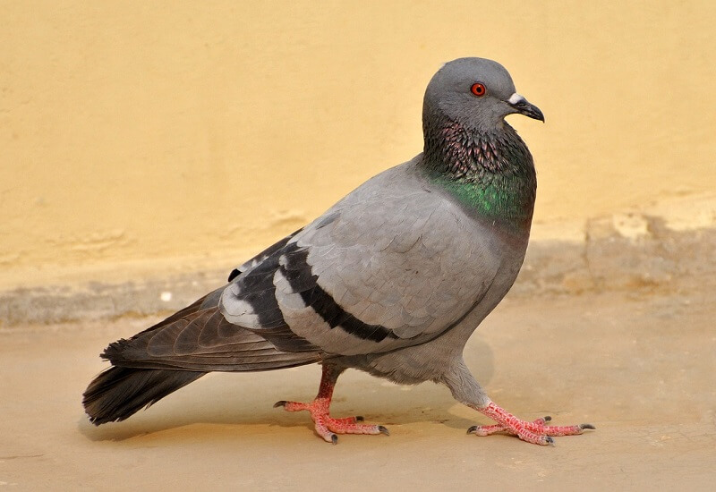 Pigeon 24