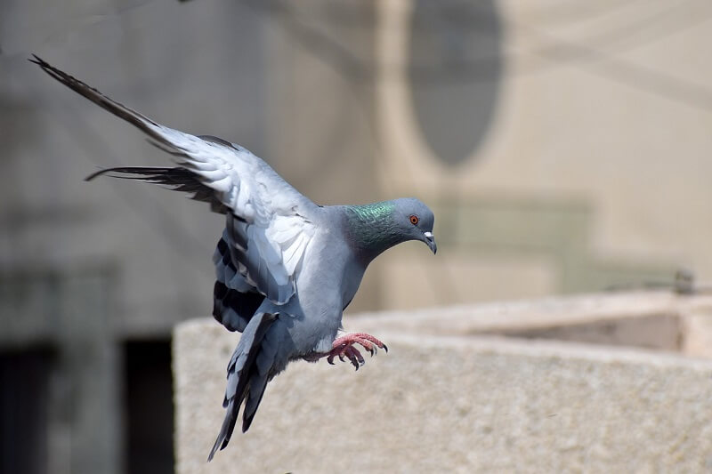 Pigeon 26