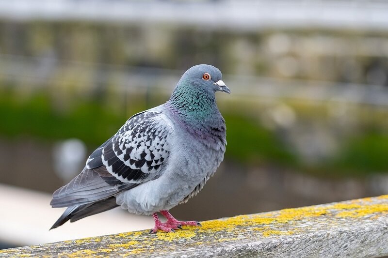 Pigeon 27