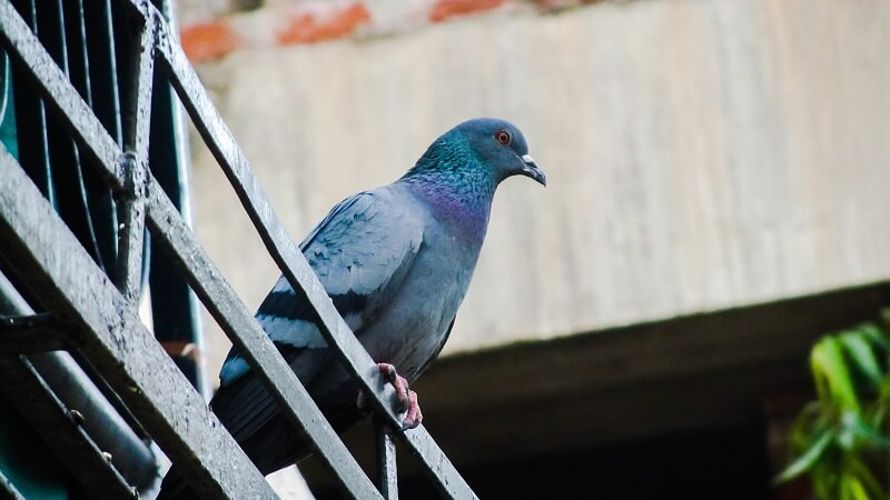 Pigeon 30