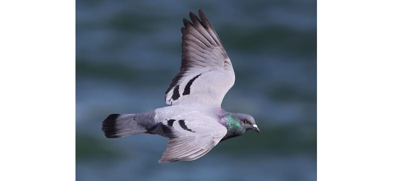 Pigeon Images Download