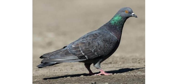 Pigeon Images Download