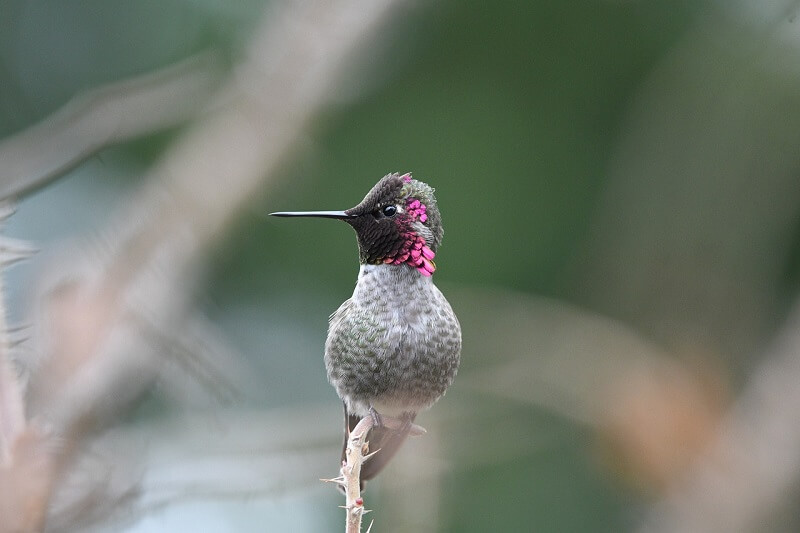 Hummingbird 15