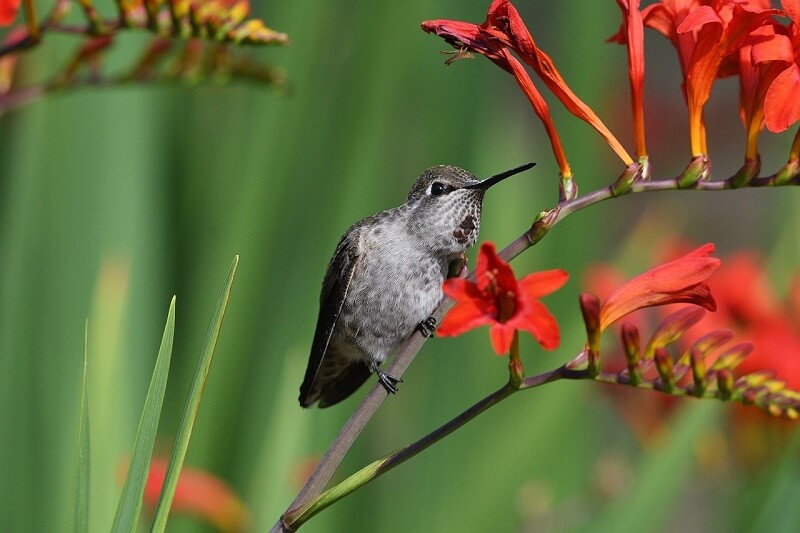 Hummingbird 18