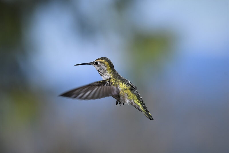 Hummingbird 19