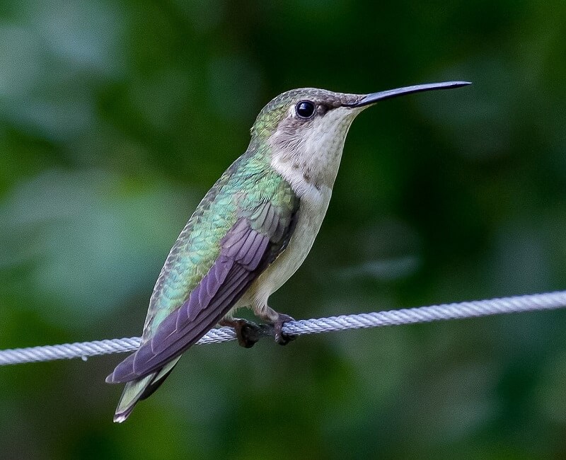 Hummingbird 27