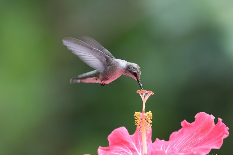 Hummingbird 29