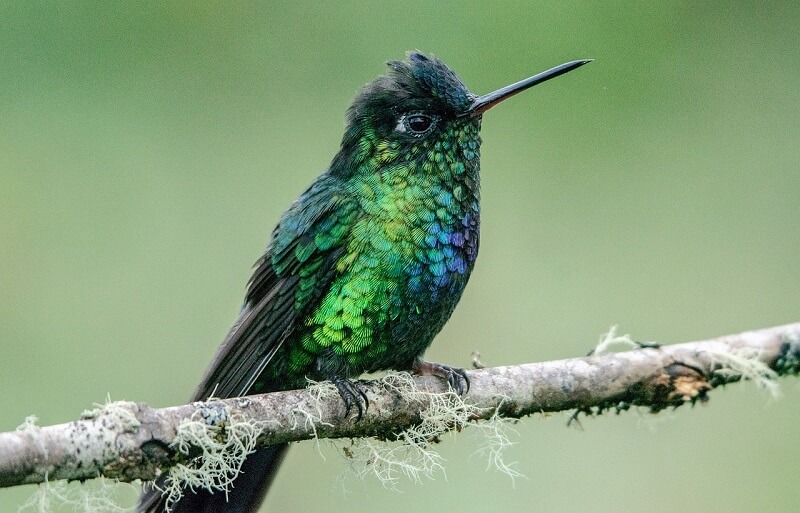 Hummingbird Images Download