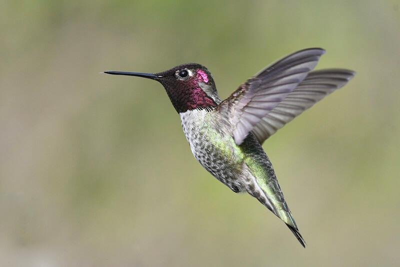 Hummingbird Images Download
