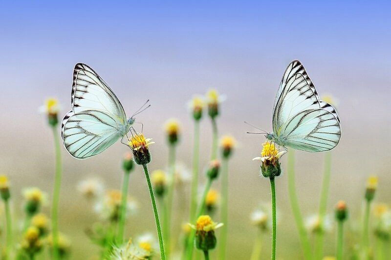 Free Butterfly Image 1