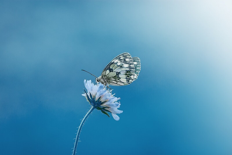 Free Butterfly Image 10