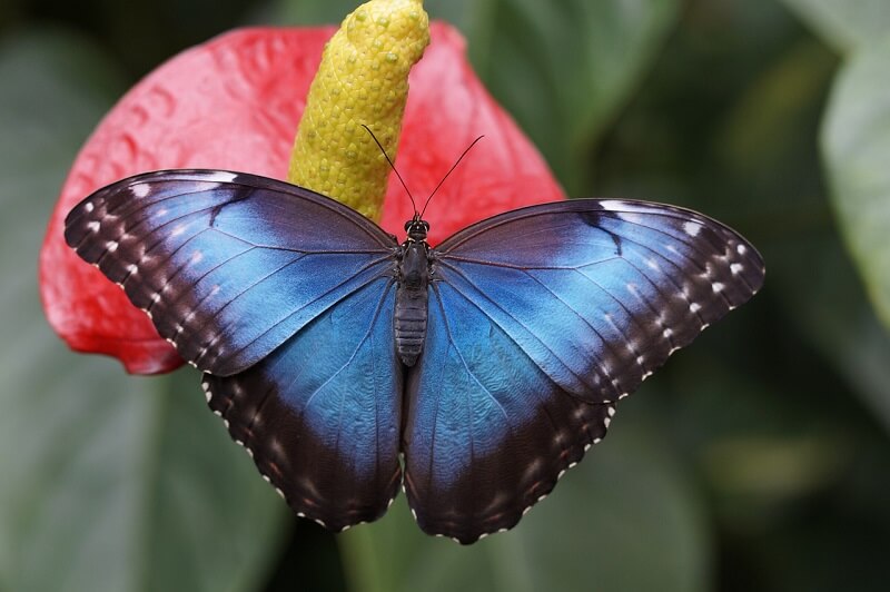 Free Butterfly Image 11