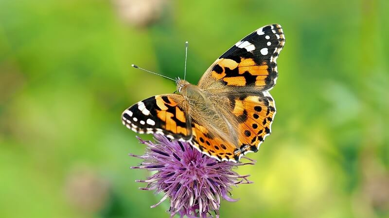 Free Butterfly Image 16