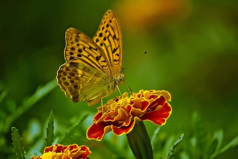 Free Butterfly Image 17