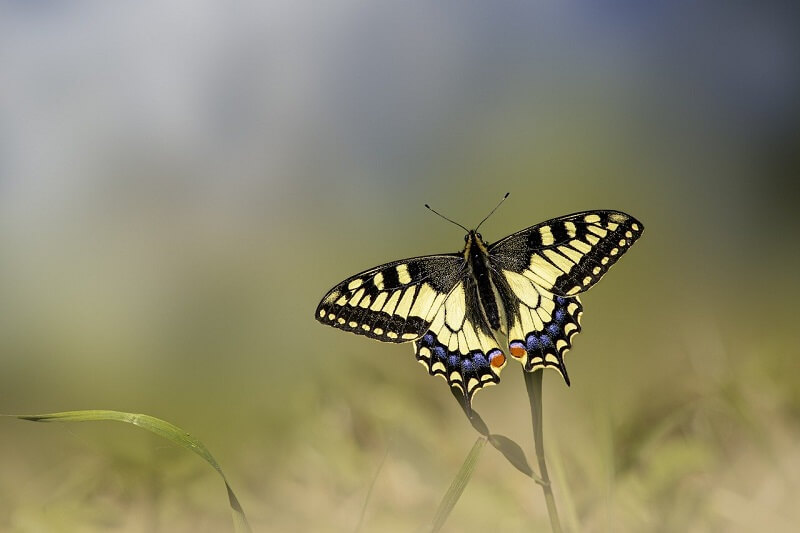 Free Butterfly Image 18