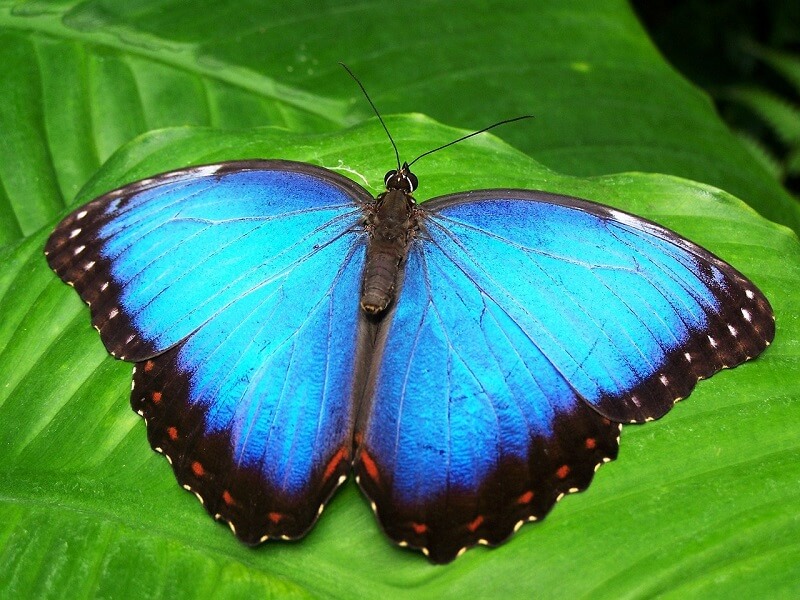 Free Butterfly Image 3