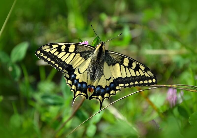 Lepidoptera 32