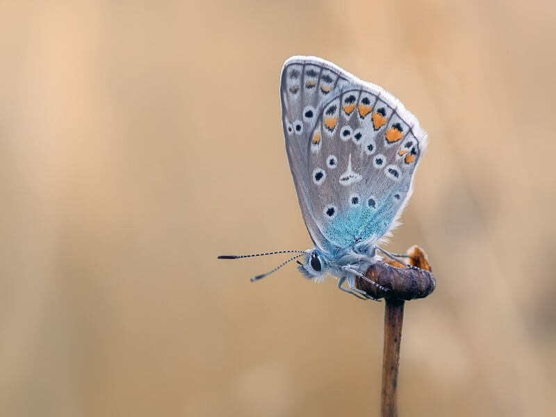 Lepidoptera 34