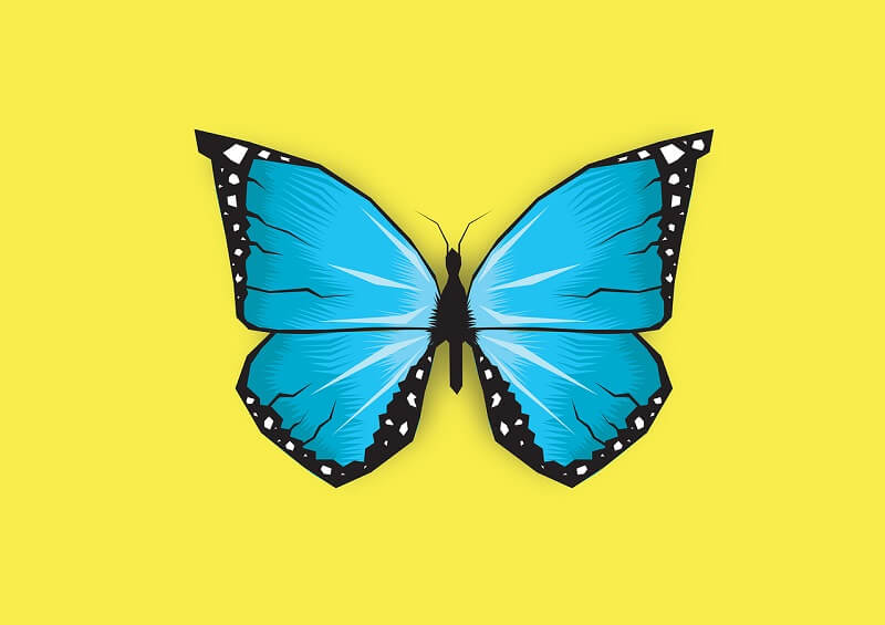 Free Butterfly Images