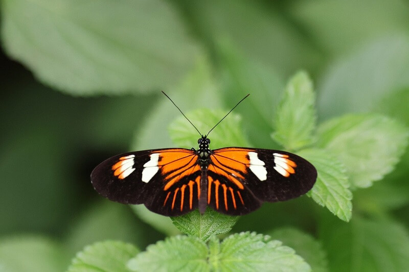 Lepidoptera 52