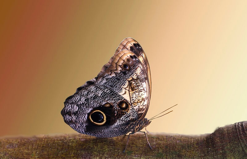 Lepidoptera 53
