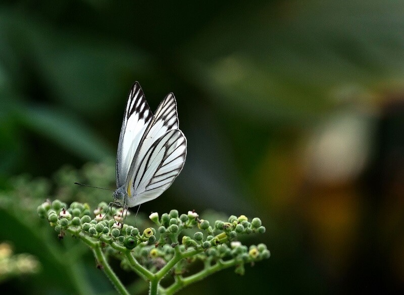 Lepidoptera 66