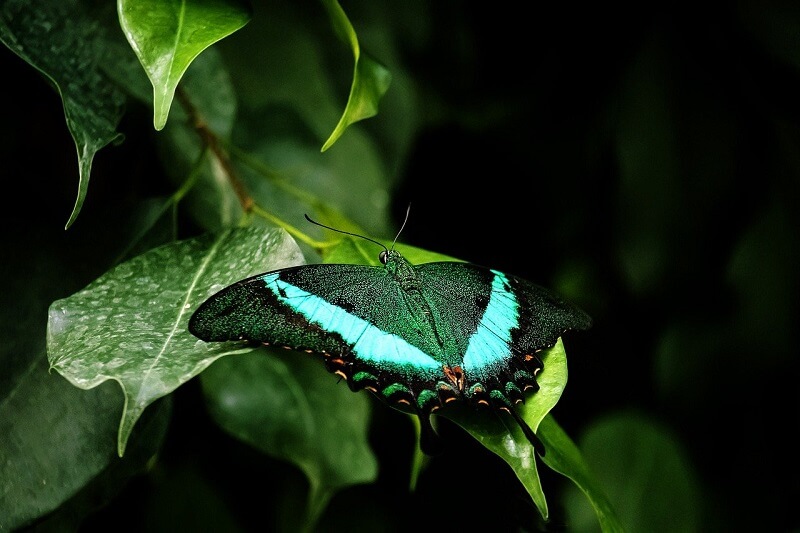 Lepidoptera 89