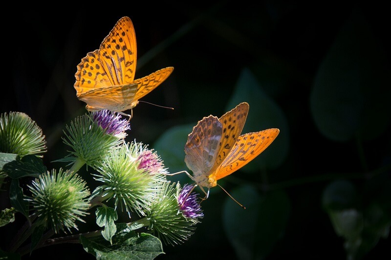 Free Butterfly Image 9