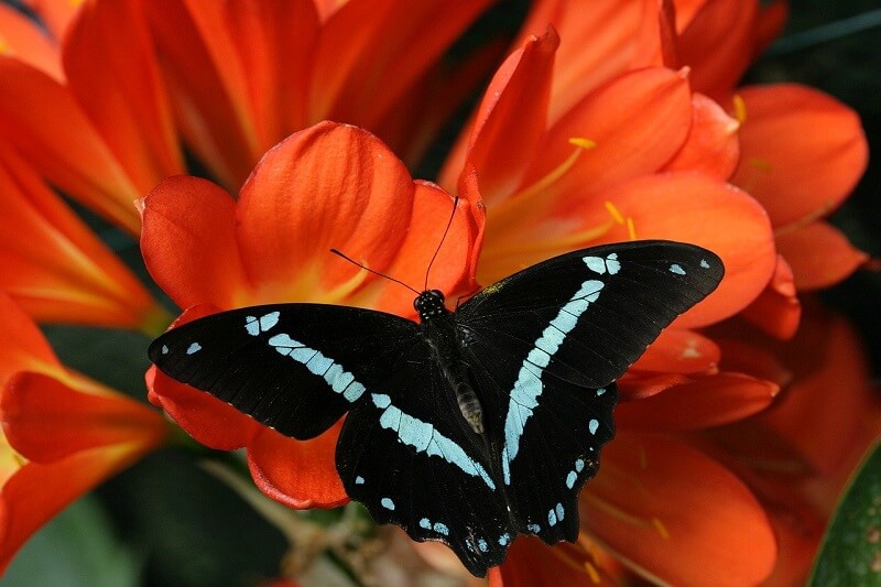 Lepidoptera 97